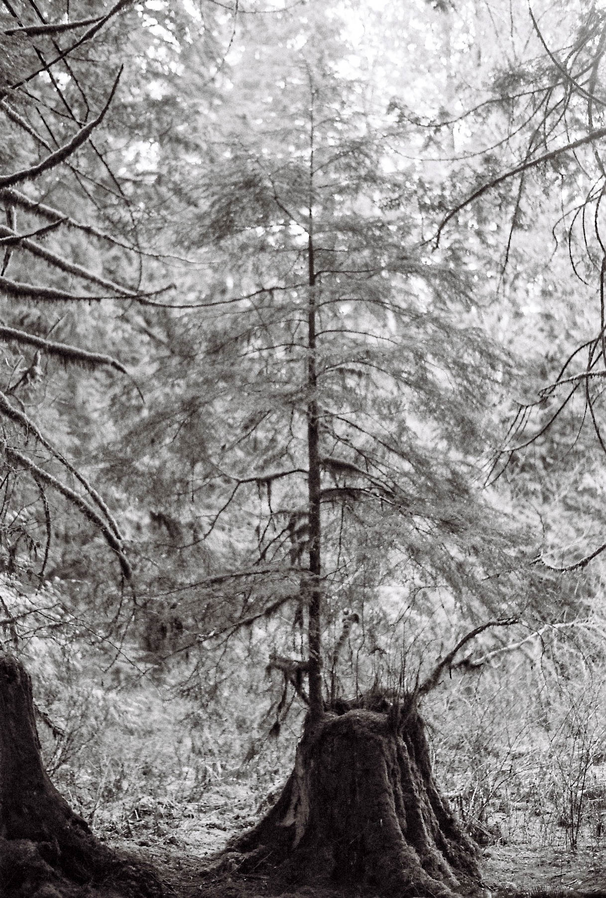 Nature photography - forest canopy